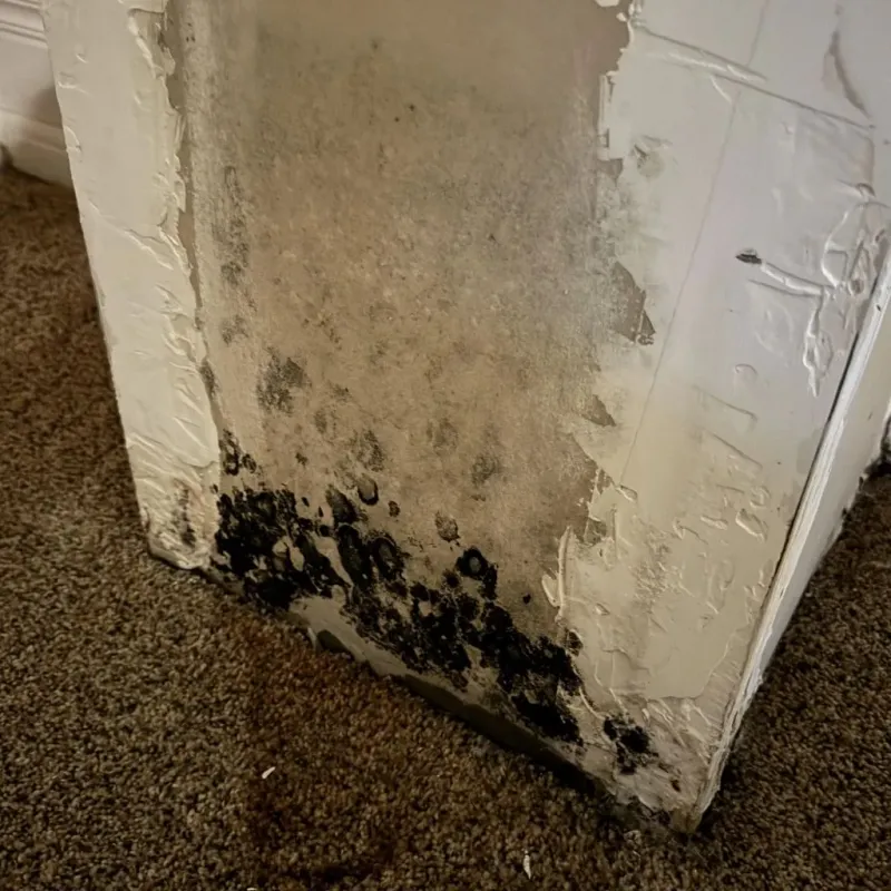 Professional Mold Removal in Anson County, NC